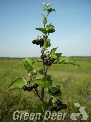 Паслен черный. - Solanum nigrum L.